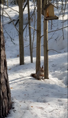 Победа во Всероссийском творческом конкурсе «Страна талантов».