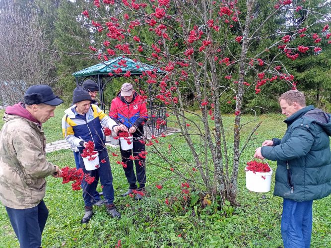 Экологическая акция «Гроздь рябины».